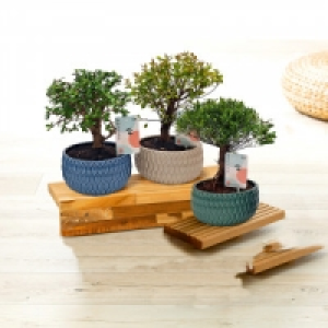 Bonsai in der Schale 9.99 €
