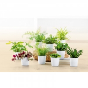 Grünpflanzen 2.99 €