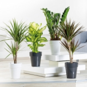 Grünpflanzen XL 8.99 €