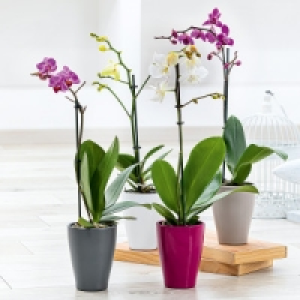 Midi-Phalaenopsis 6.99&nbsp;&euro;
