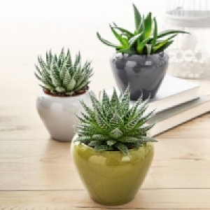 Aloe-Mix 2.99 €