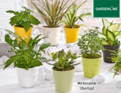 Exotische Pflanze 2.29 €