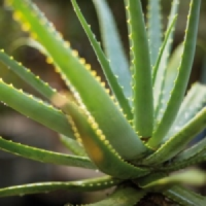 Norma  Aloe Vera