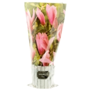 Aldi Süd  GARDENLINE® Edel-Blühgehölze