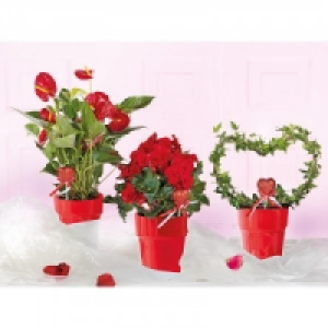 Valentinspflanzen 5.99 €