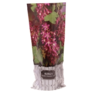 GARDENLINE® Zierstrauch 3.99 €