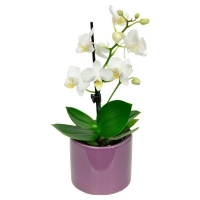 Aldi Süd  GARDENLINE® Mini-Orchidee im Topf