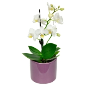 GARDENLINE® Mini-Orchidee im Topf 3.99 €