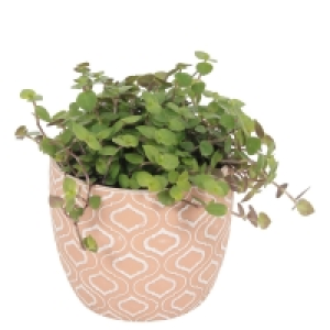 GARDENLINE® Pflanzenmix in Trendkeramik