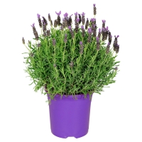 Aldi Süd  GARDENLINE® Italienischer Schopf-Lavendel