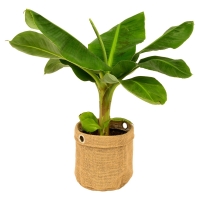Aldi Süd  GARDENLINE® Lifestyle-Grünpflanze im Jutebag