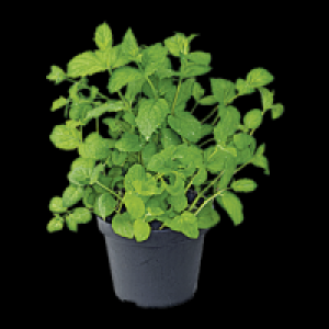 Freilandkr&auml;uter 1.49&nbsp;&euro;