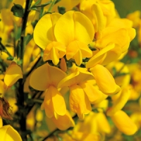 Norma  Ginster Mix Cytisus