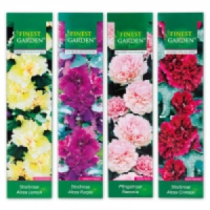 Norma Finest Garden Stockrose / Pfingstrose