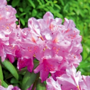 Rhododendron 4.99 €