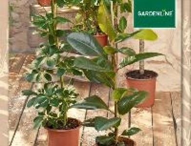 Gardenline Grünpflanze