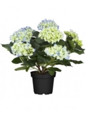 Hortensie macrophylla Hortensien, Topf: 19 cm