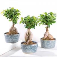 Norma  Bonsai Ficus Ginseng
