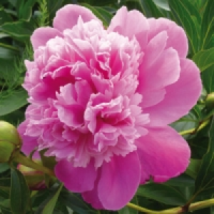 Norma Finest Garden Pfingstrose