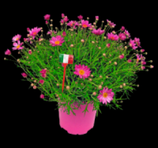 Margeritenbusch 6.99 €