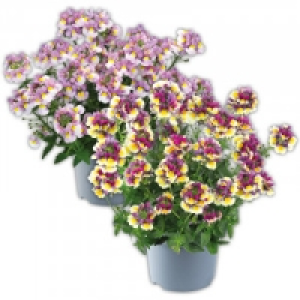 Elfenspiegel 1.29 €