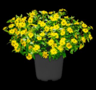 Beetpflanze 1.29 €