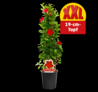 Dipladenie 9.99 €