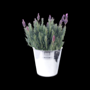 Schmetterlingslavendel 4.99 €