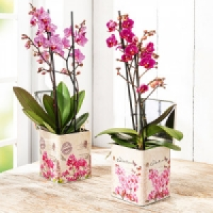 Phalaenopsis Multiflora 9.99 €