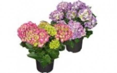 Hortensie 6.99 €