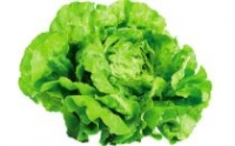 Kopfsalat 0.49&nbsp;&euro;