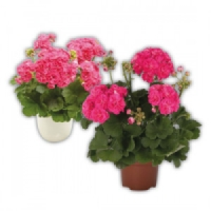 Geranie 1.99 €