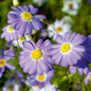 Gänseblümchen 1.39 €