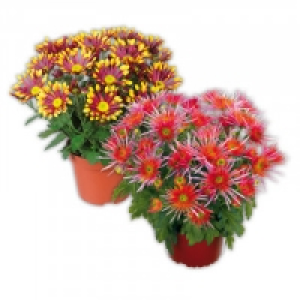 Spinnen Chrysantheme 2.49&nbsp;&euro;