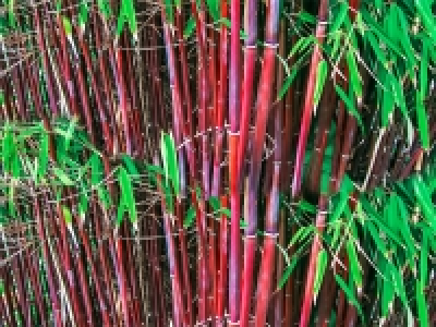 Roter Bambus Chinese Wonder, 1 Pflanze 14.99 €