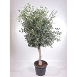 OBI  GROW by OBI Olivenbaum Stamm ca. 140 cm Olea europaea