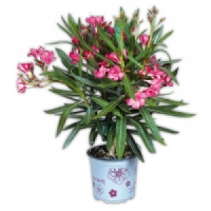 Oleander 4.79&nbsp;&euro;