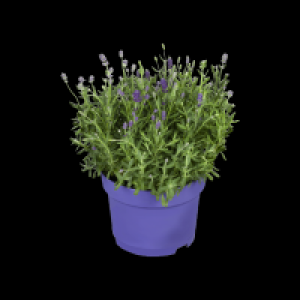 Edeka  Lavendel angustifolia