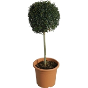 OBI  OBI Ionischer Liguster Höhe ca. 65 cm Topf ca. 9 l Ligustrum
