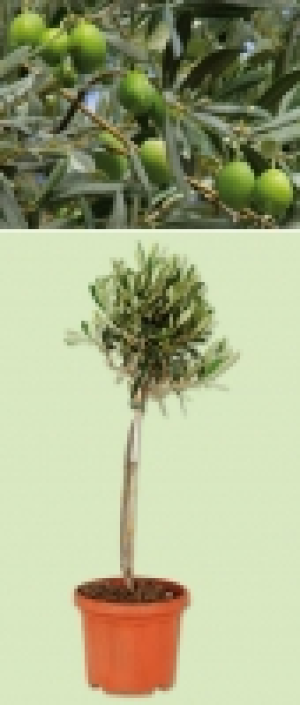 Oliven Hochstamm 9.99&nbsp;&euro;