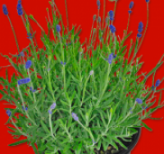 Lavendel angustifolia 2.99 €