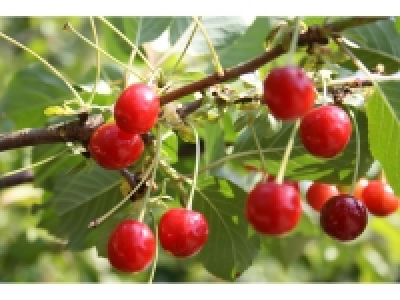 Sauerkirsche »Achat«, Obstbaum, wurzelecht, winterhart, mehrjährig, se