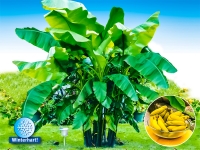 Lidl  Winterharte-Bananen-Kollektion,2 Pflanzen