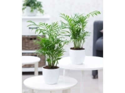 Zimmerpalmen Duo,2 Pflanzen 12.99 €