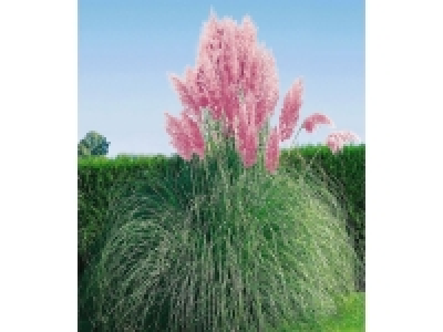 Rosa Pampasgras, 1 Pflanze Cortaderia - Mindestbestellmenge: 2