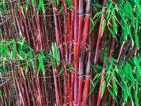 Lidl  Roter Bambus Chinese Wonder, 1 Pflanze