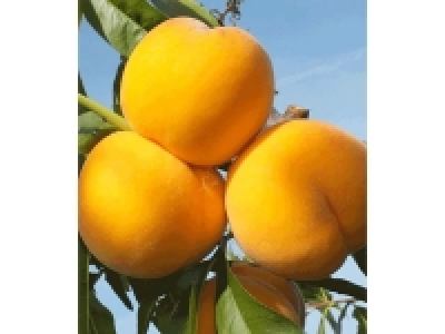 Pfirsich-Aprikose Honeymoon, 1 Pflanze, Percoca Pfirsichbaum Aprikos 29.99 €