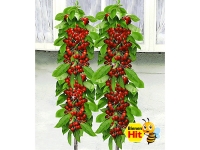Lidl  Säulen-Kirschen Sylvia® & Helena®, 2 Pflanzen Säulenobst, Kirschbaum