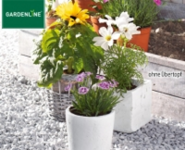 GARDENLINE®Sommerblume 1.49 €