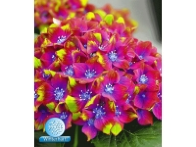 Freiland-Hortensien SAXON® Schloss Wackerbarth, 1 Pflanze, Hydrange 9.99 €